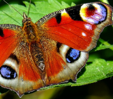 image of a multicoloured butterfly on a green leaf